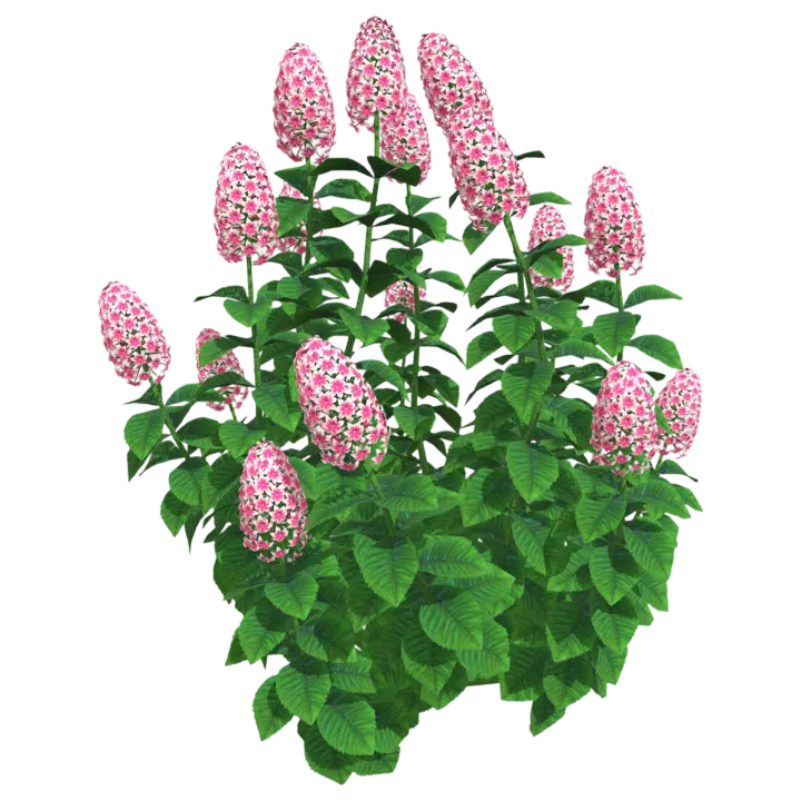 Phlox 3D model preview on Freecreat