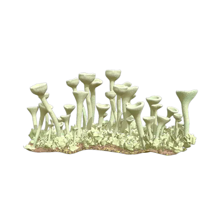Cladonia chlorophaea 3D model preview on Freecreat