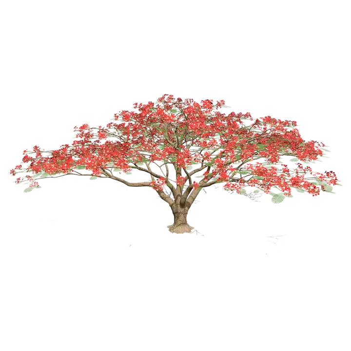 delonix 3D model preview on Freecreat
