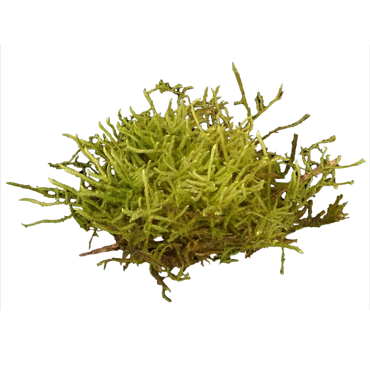 Rotten wood and small moss 3D model preview on Freecreat