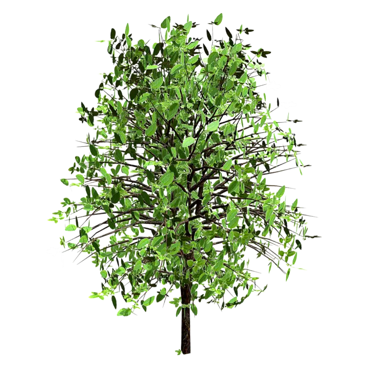 Tulsi 3D model preview on Freecreat