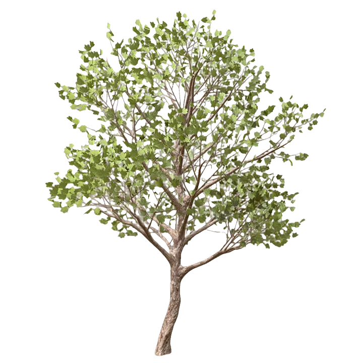maple 3D model preview on Freecreat