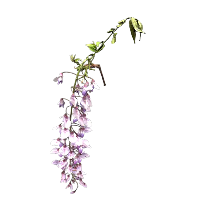 Japanese wisteria 3D model preview on Freecreat