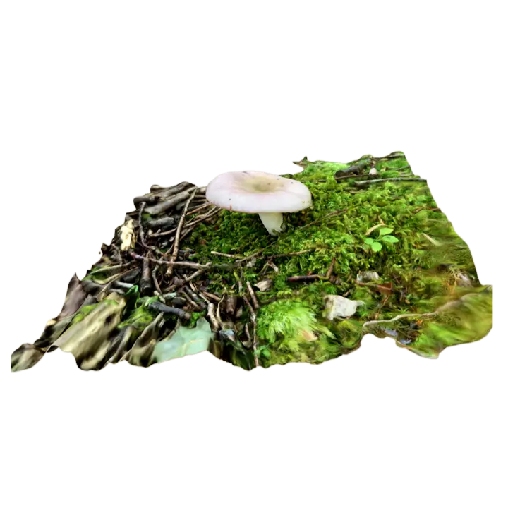russula cyanoxantha 3D model preview on Freecreat
