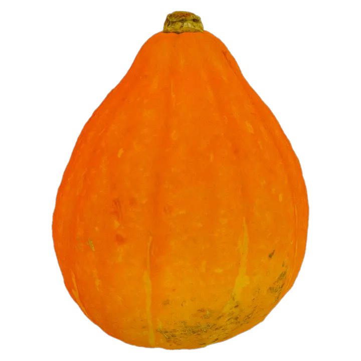 Korinky Pumpkin 3D model preview on Freecreat