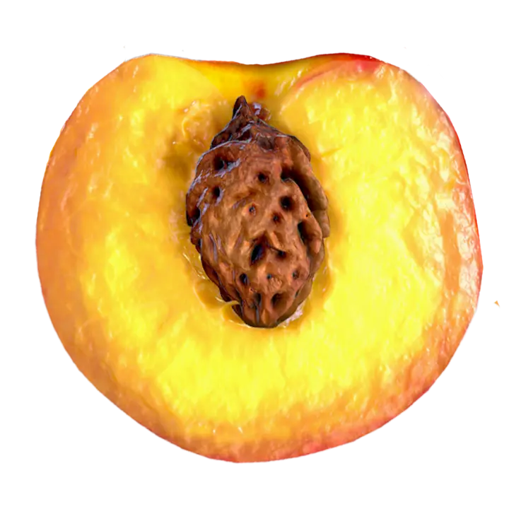 Cut open peach 3D model preview on Freecreat
