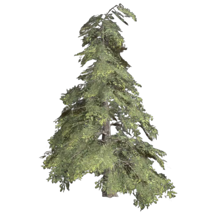 3D Model of Southern Ocean Cedar 3D model preview on Freecreat