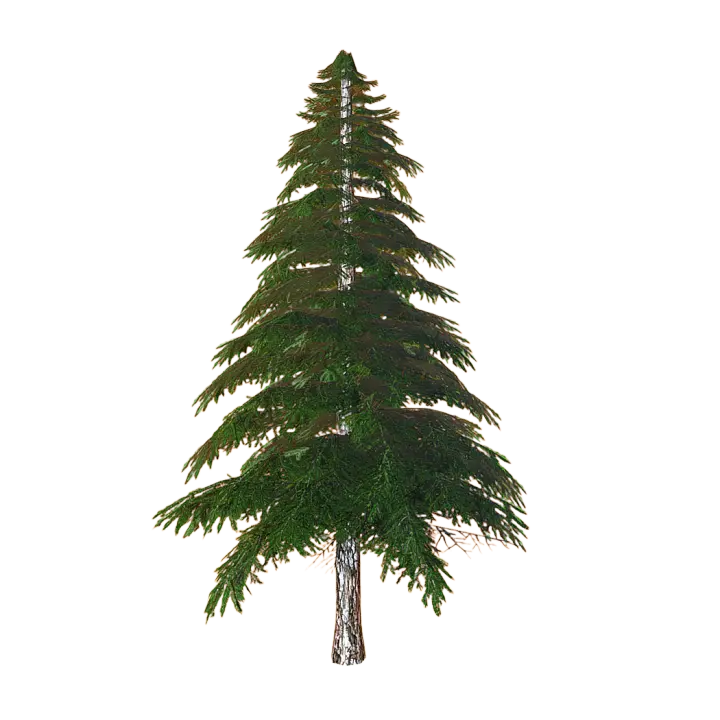 Spring spruce trees 3D model preview on Freecreat