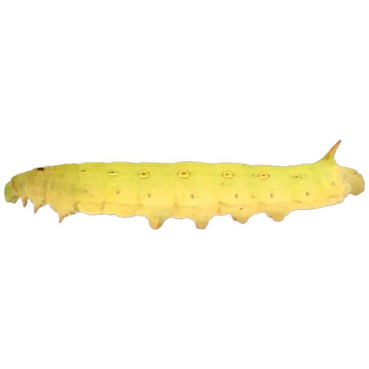 Brown banded falcon moth larvae 3D model preview on Freecreat