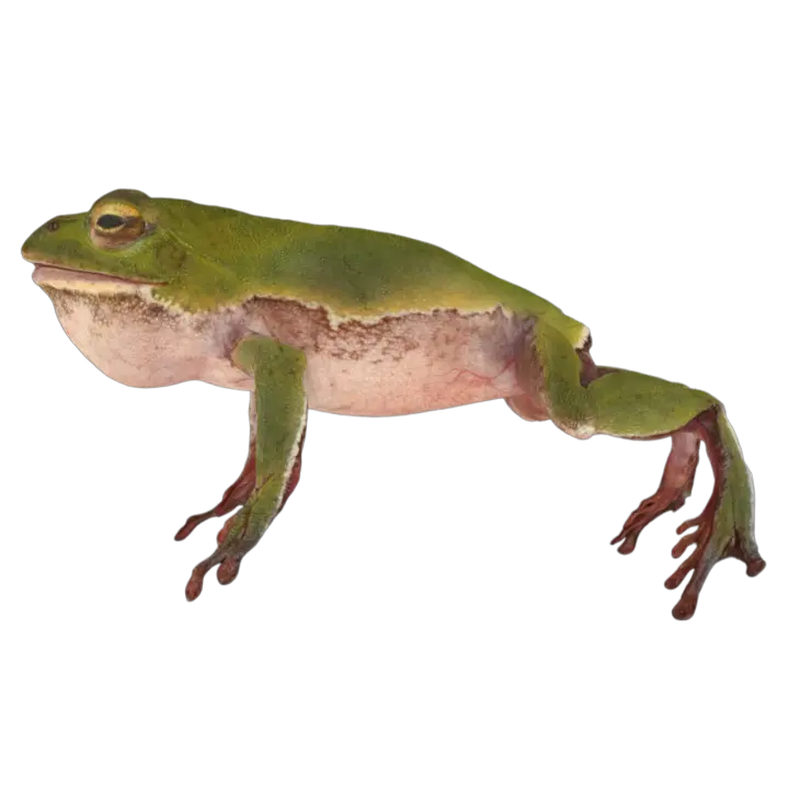 Male Shuleigelin frog 3D model preview on Freecreat