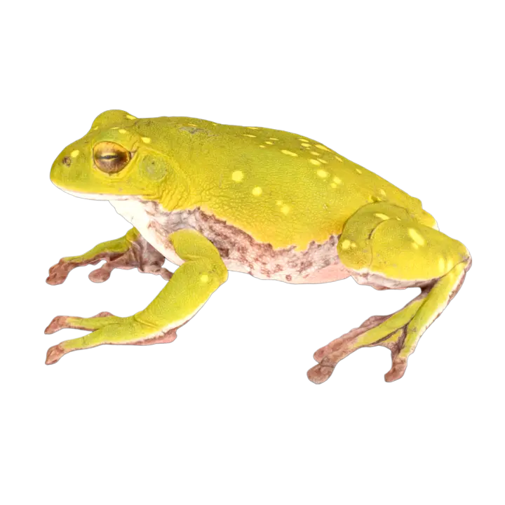 Flying Frog Male 3D model preview on Freecreat