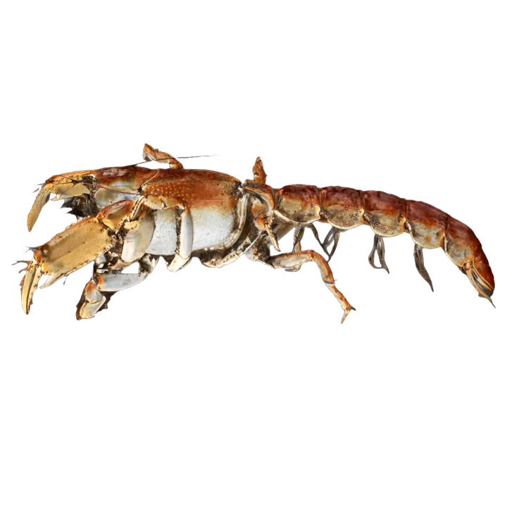 Sea squirt shrimp 3D model preview on Freecreat