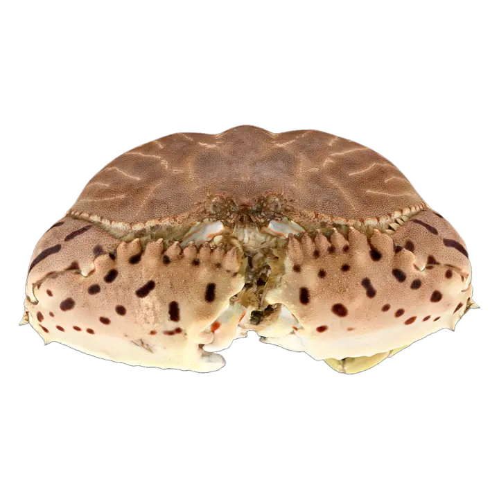 Curled Mantou crab 3D model preview on Freecreat