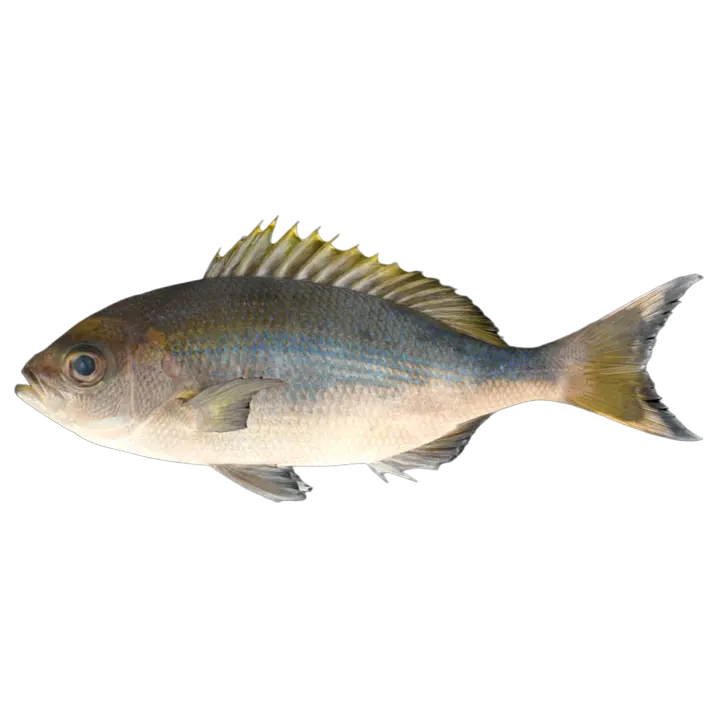 Blue pseudo black tailed catfish 3D model preview on Freecreat