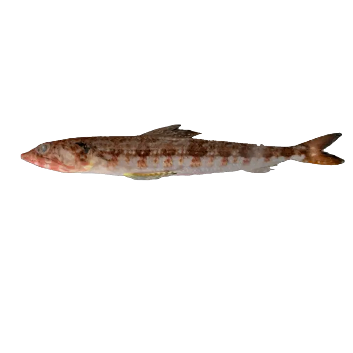 Shoulder spotted female dog fish 3D model preview on Freecreat