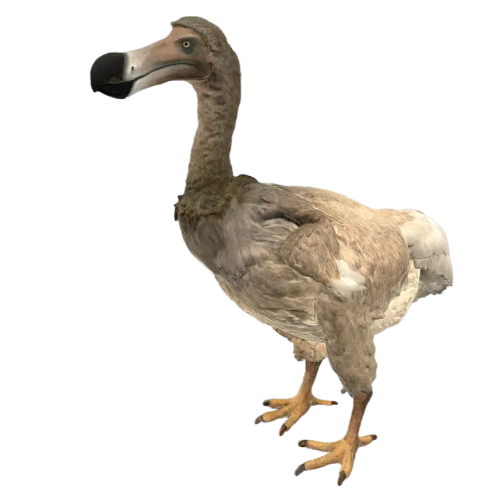 Dodo Bird (3D Restoration Model) 3D model preview on Freecreat