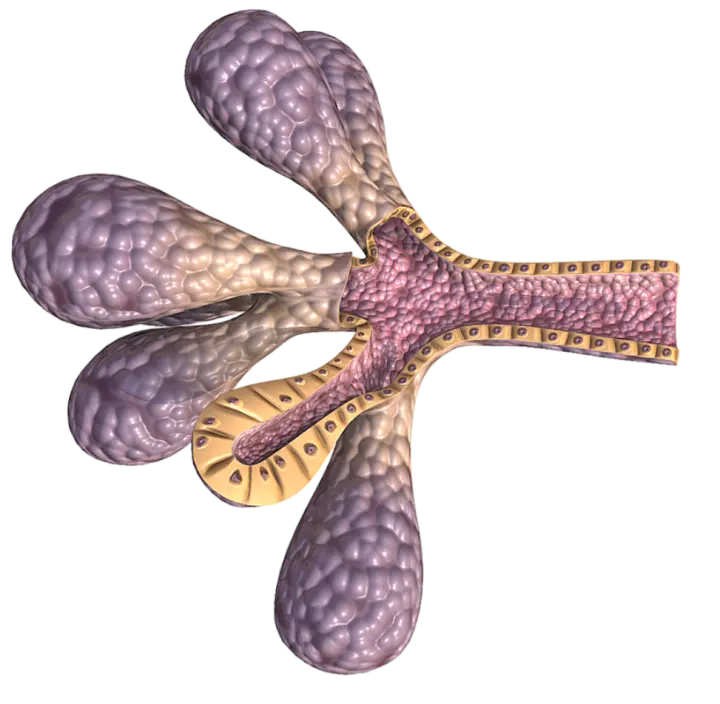 Human sweat glands (medical 3D structural diagram) 3D model preview on Freecreat