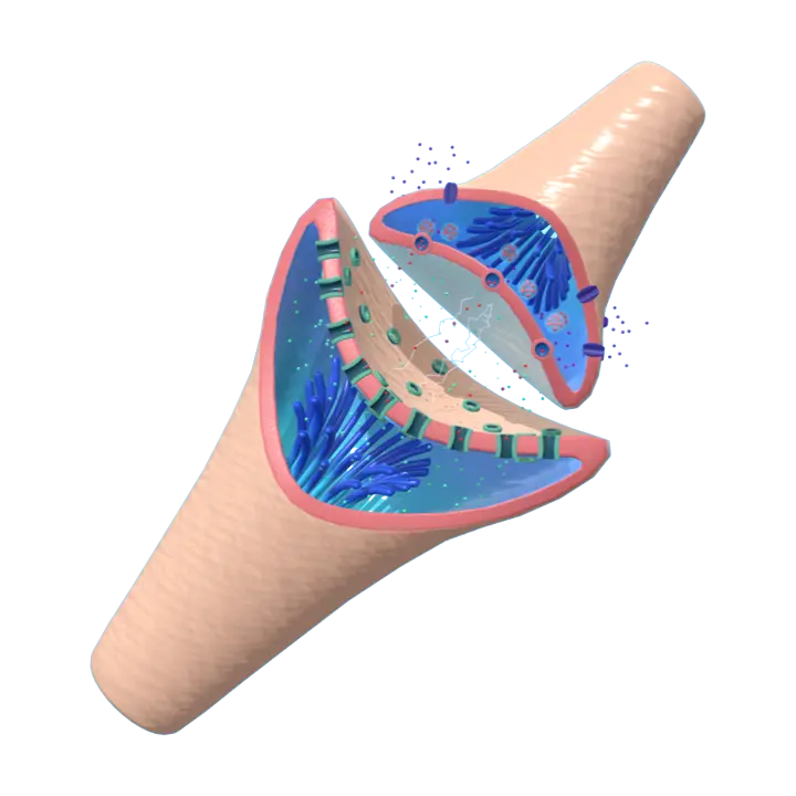 Synaptic transmission in frontal cortex (medical 3D schematic) 3D model preview on Freecreat