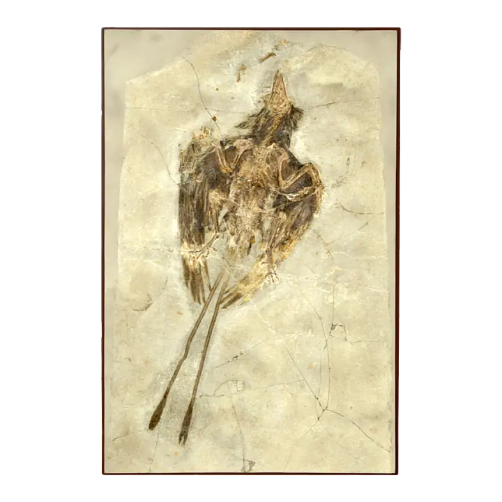 Primitive bird fossils 3D model preview on Freecreat