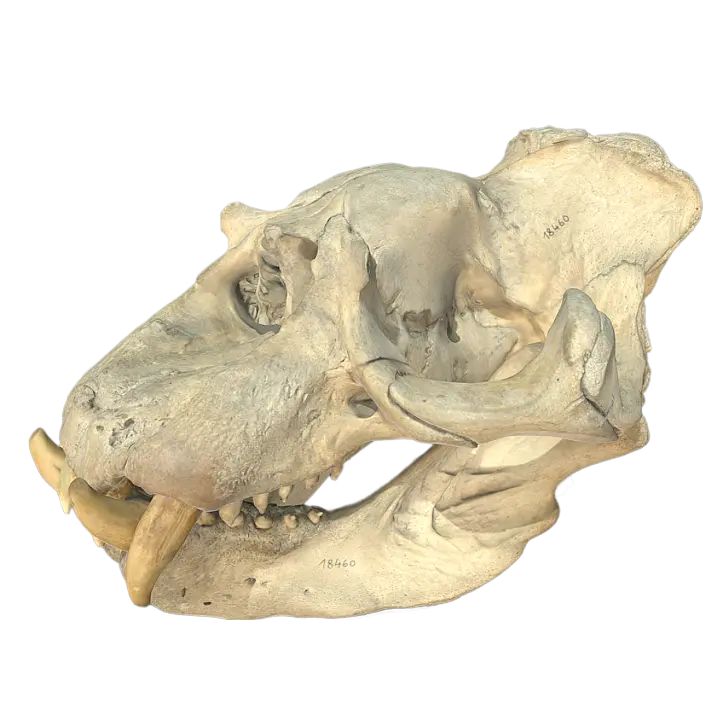 Southern Elephant Seal Skull 3D model preview on Freecreat