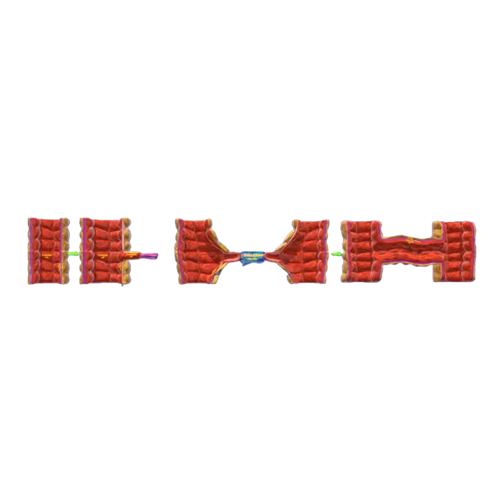 The formation of new blood vessels (3D medical schematic) 3D model preview on Freecreat