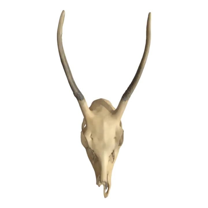 Sika Deer Skull Specimen 3D model preview on Freecreat