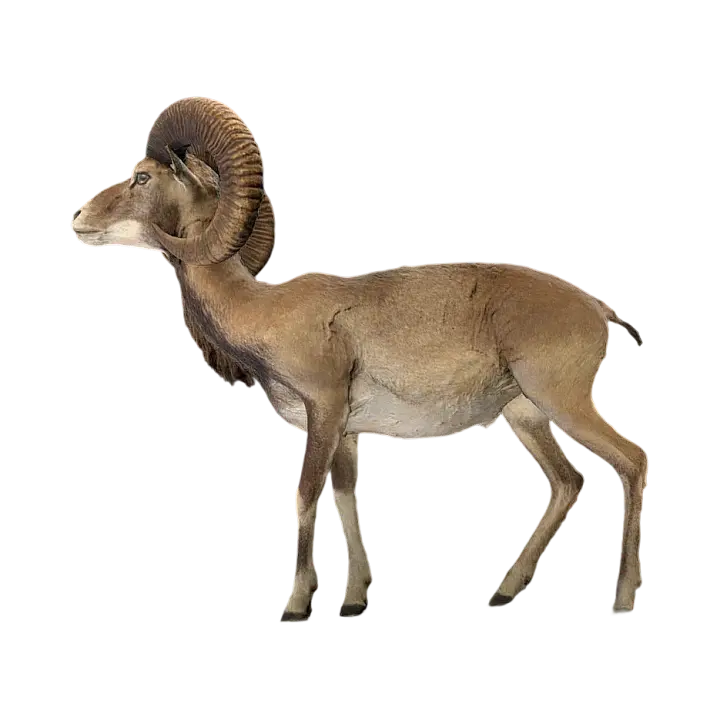 Spanish Goat 3D model preview on Freecreat