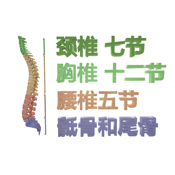 Medical model of human spine with color coding 3D model preview on Freecreat