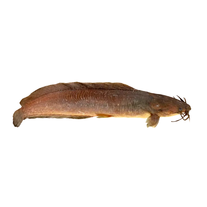 Spotfishes Specimen 3D model preview on Freecreat