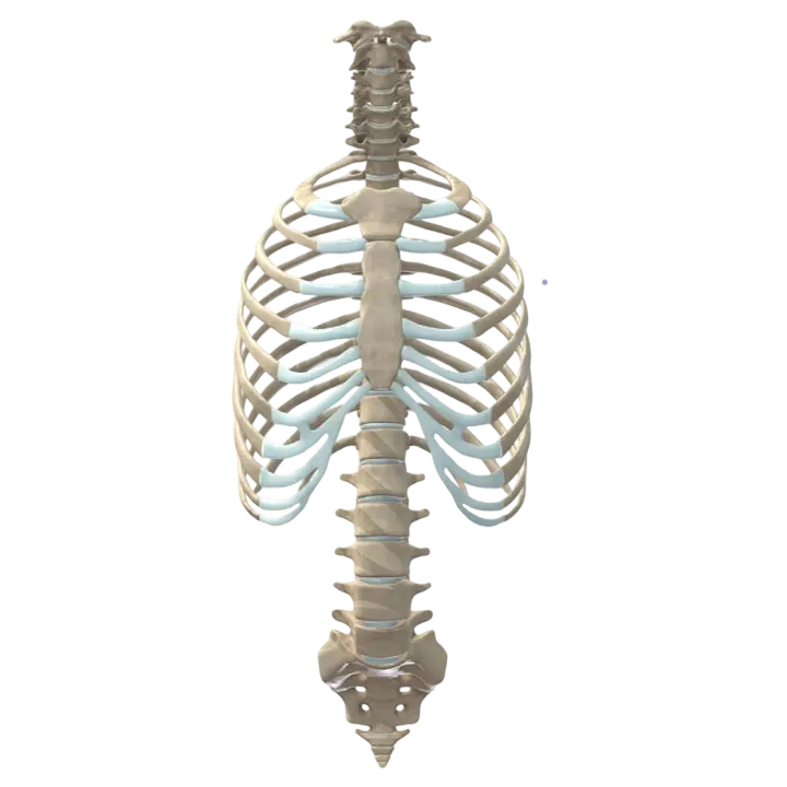 Thoracic and Spine Medicine 3D Model 3D model preview on Freecreat