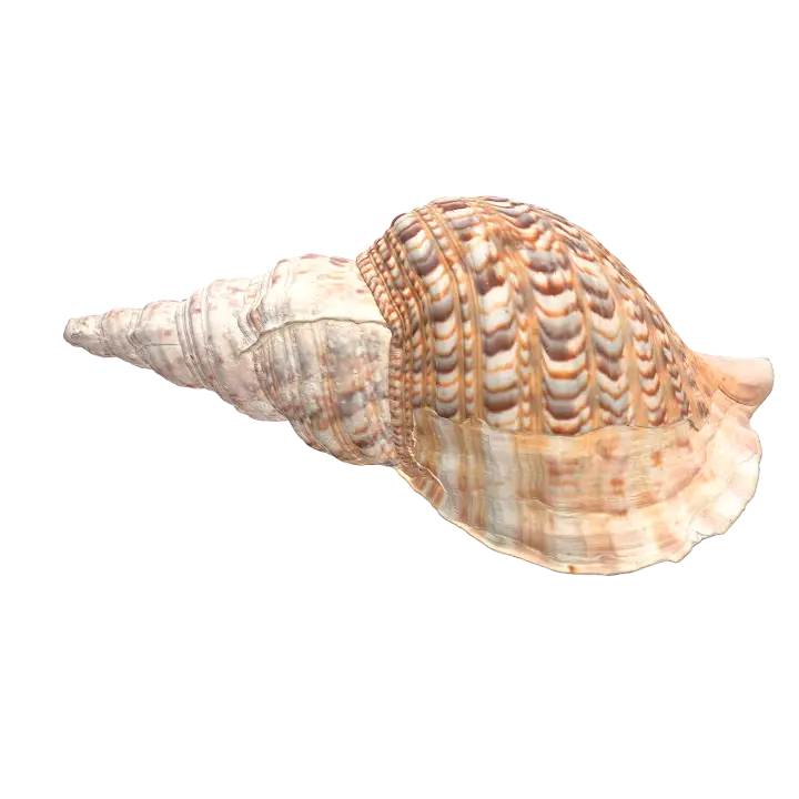 French screw shell 3D model preview on Freecreat