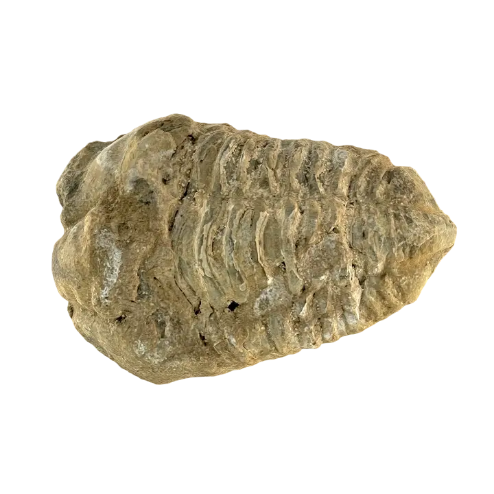 Trilobite fossil 3D model preview on Freecreat