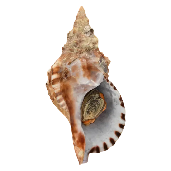Sallia cono specimen 3D model preview on Freecreat