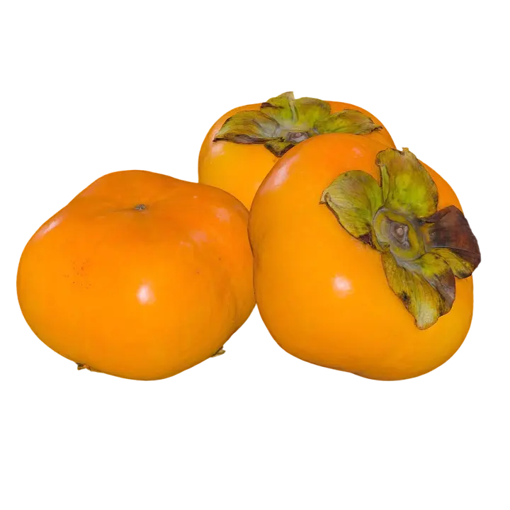 Persimmon 3D model preview on Freecreat