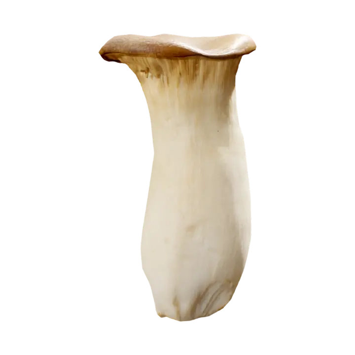 Pleurotus eryngii 3D model preview on Freecreat