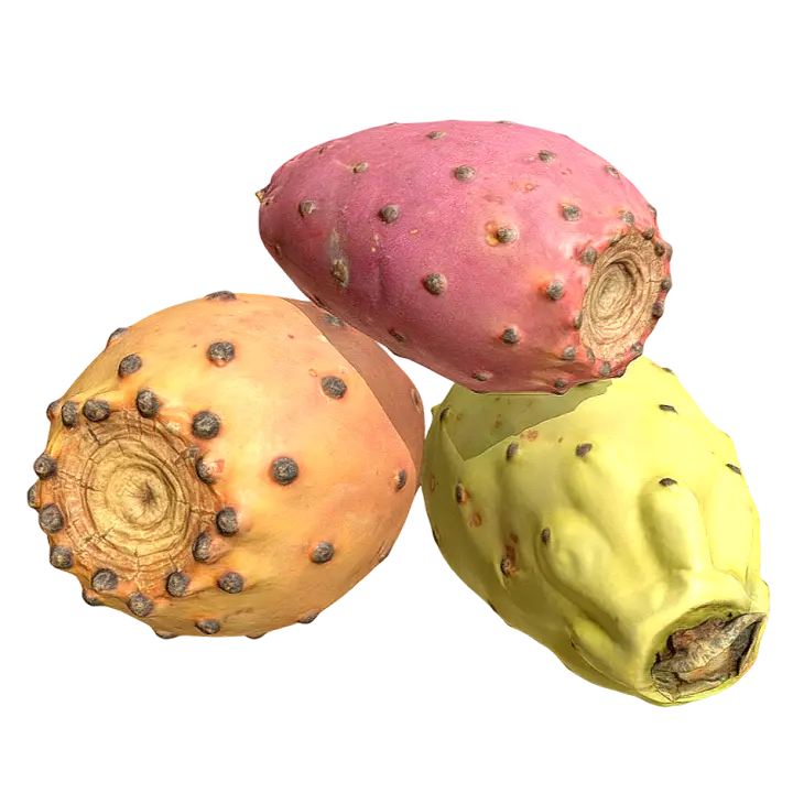 Prickly pear fruit 3D model preview on Freecreat
