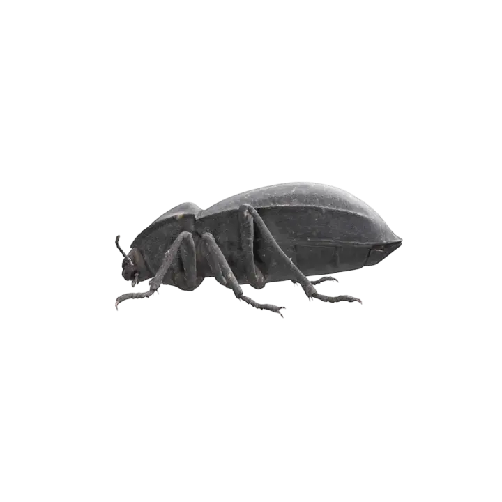 black beetle 3D model preview on Freecreat