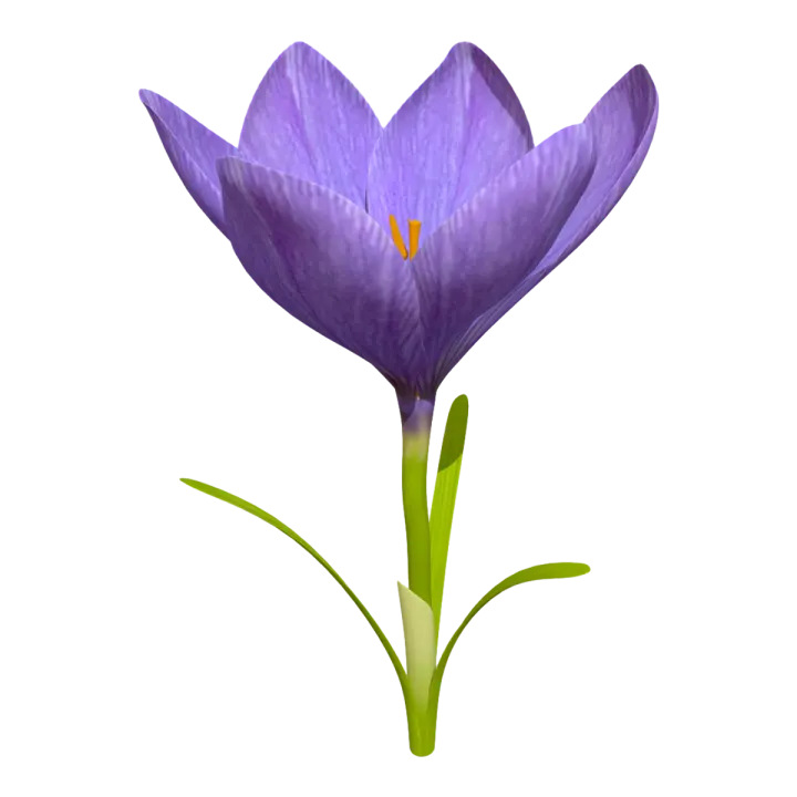 Crocus (Saffron) 3D model preview on Freecreat