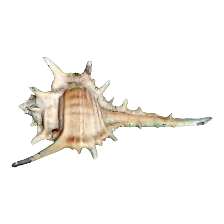 Witch Bone Snail 3D model preview on Freecreat