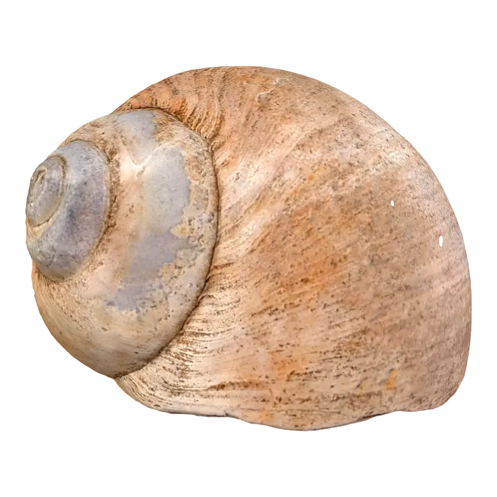 Snail shell (3D printed) 3D model preview on Freecreat