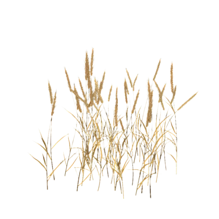 Realistic 3D model of a piece of wild golden yellow mature wheat crop 3D model preview on Freecreat