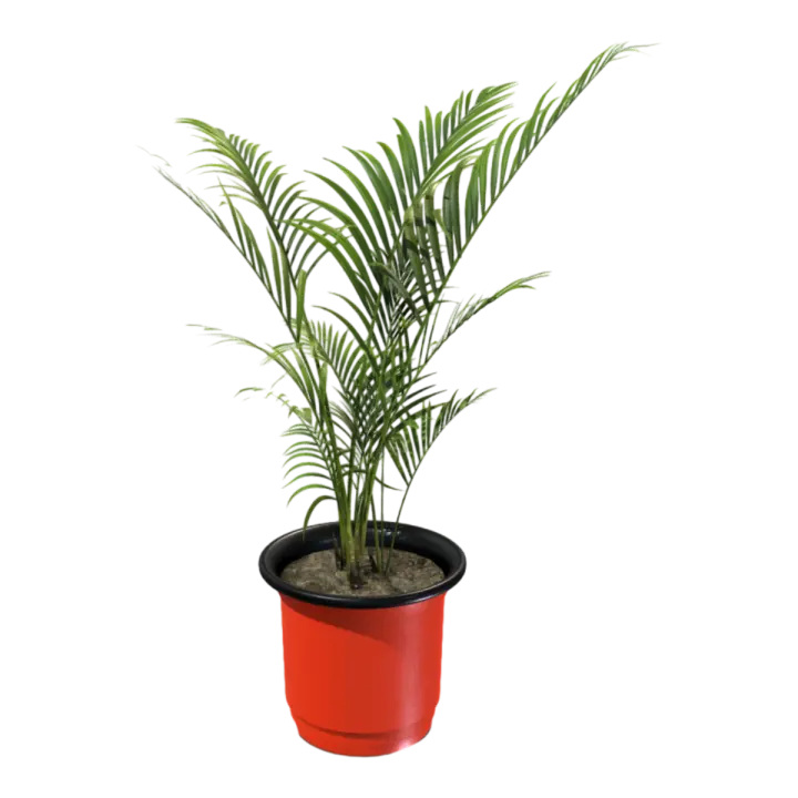 Plant Potted Living Room Sargasso Green Plant Interior Decoration 3D model preview on Freecreat
