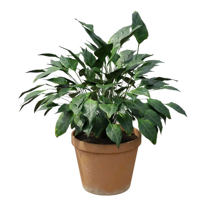 Peace Lily Potted Green Plant Garden Scenery Decorative Flowers 3D model preview on Freecreat
