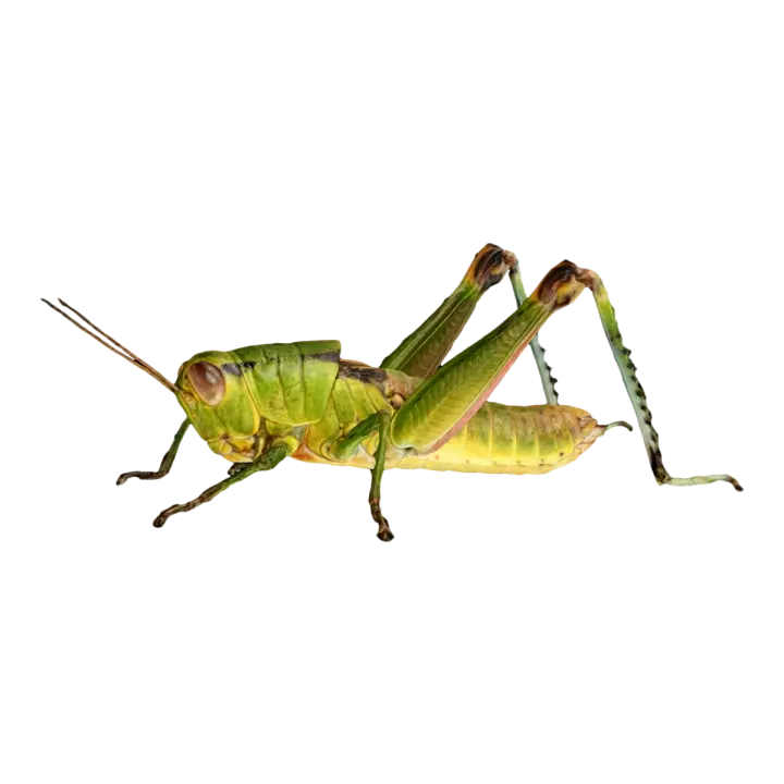 Locust 3D model preview on Freecreat