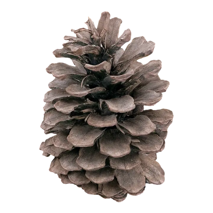 pine cones 3D model preview on Freecreat