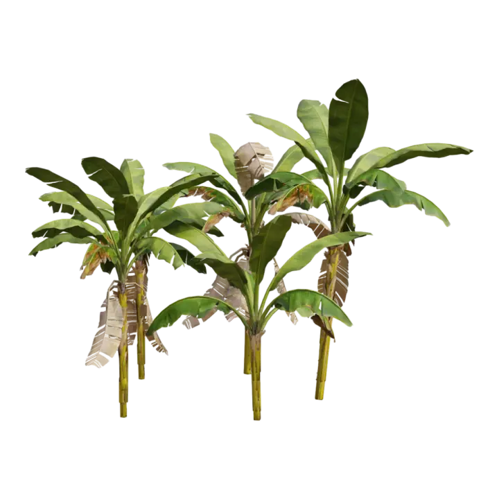 Perennial herbaceous plants, banana trees, banana groves 3D model preview on Freecreat