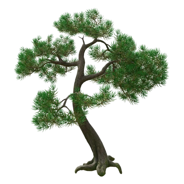 Welcome pine bonsai, real tree, indoor plants, living room, office decorations, potted plants, saplings 3D model preview on Freecreat