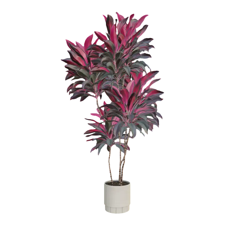 Indoor fresh decoration large green plant Zhu banana potted plant 3D model preview on Freecreat