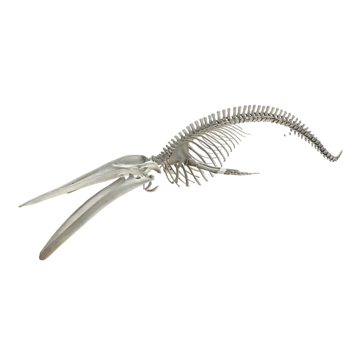 Blue Whale Skeleton, Skeleton Specimen from the Natural History Museum in the UK 3D model preview on Freecreat