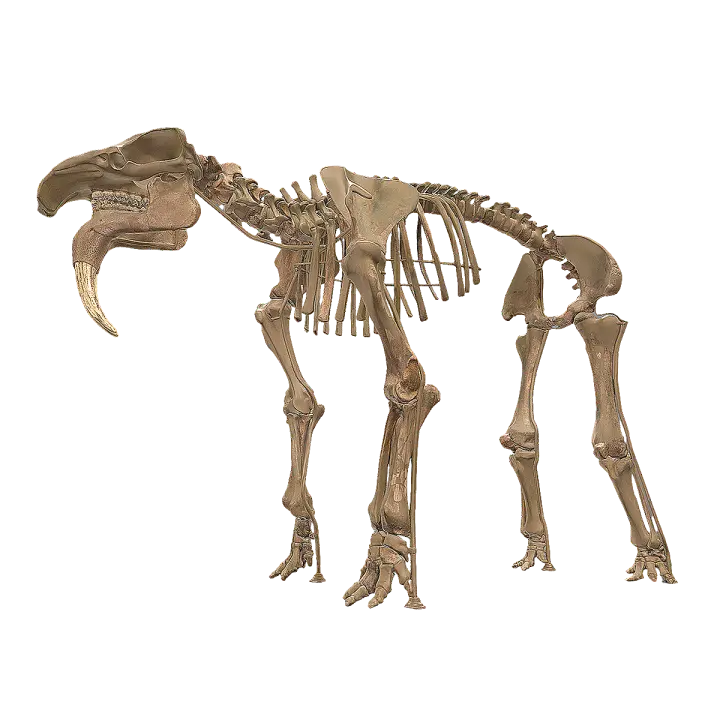 Fossils of terror beasts, fossil specimens from the Vienna Museum of Natural History 3D model preview on Freecreat